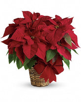 Red Poinsettia