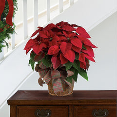 Large Red Poinsettia