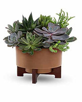Harvest Succulent Garden