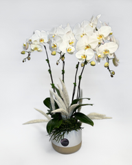White Orchid Bliss