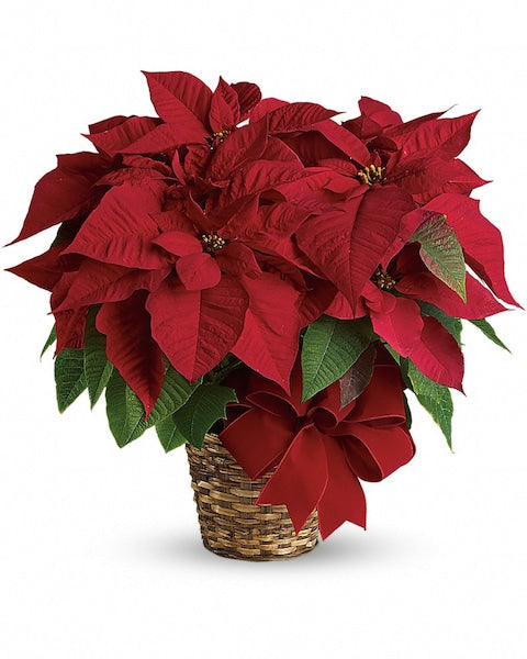 Red Poinsettia