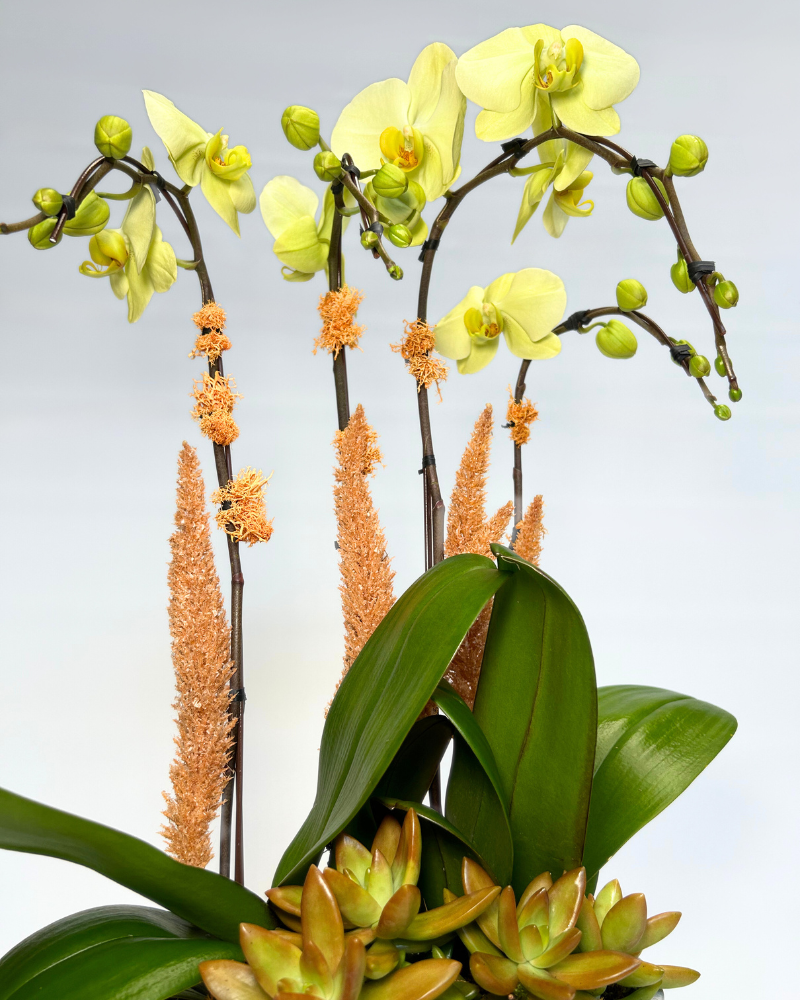Golden Orchid Terrain